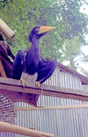 Sarawak Late 1960s (41 of 44)
